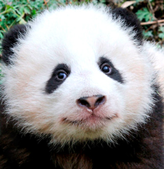 WWF panda story