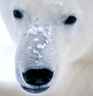 WWF polar bear story