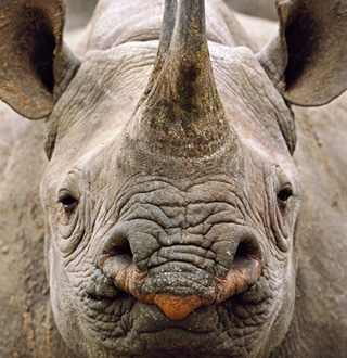 WWF rhino story